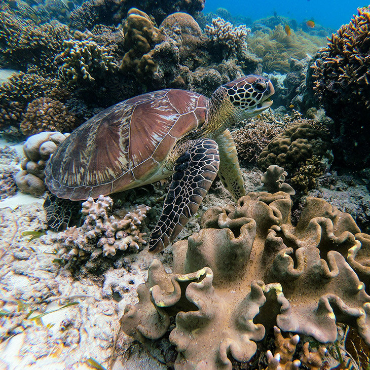 Un aquarium grandeur nature