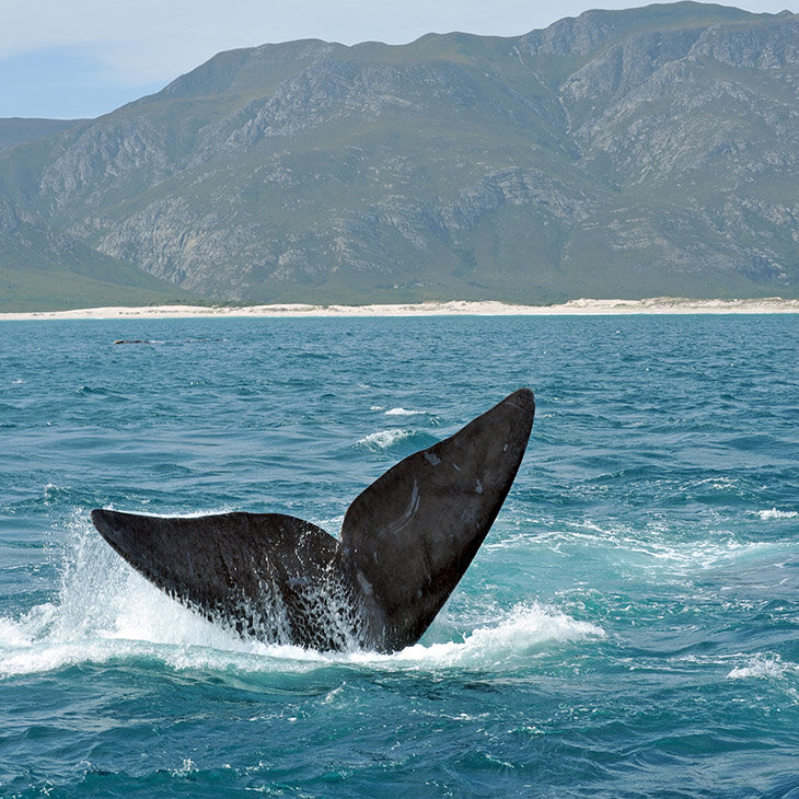 Visite migratoire des baleines à Hermanus