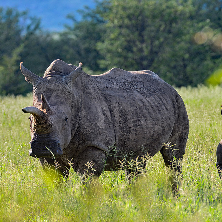 Réserve privée de Gondwana