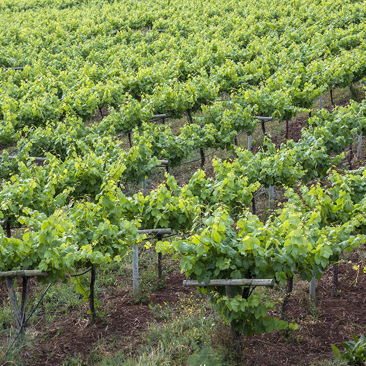 Dans les vignobles de Tenerife