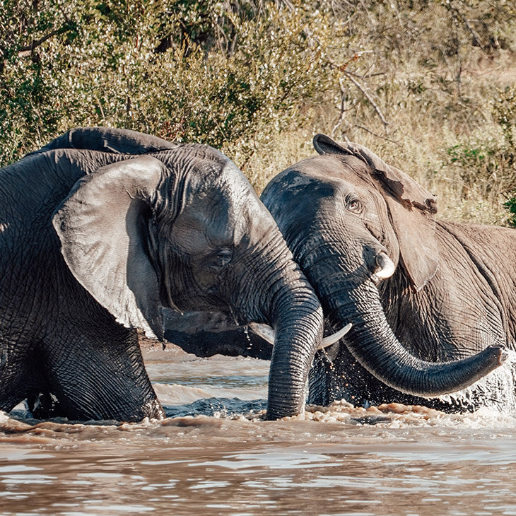 Et au loin se révèle le Kruger