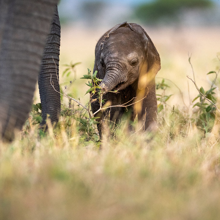 Paradis des animaux au Ngorongoro