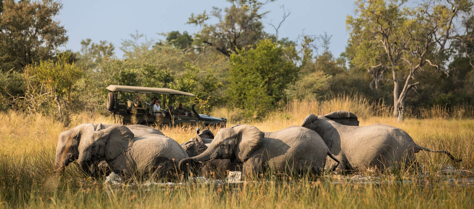safari de luxe au botswana