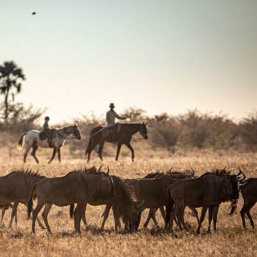 Aventure en Safari à cheval au Botswana et en Afrique du Sud