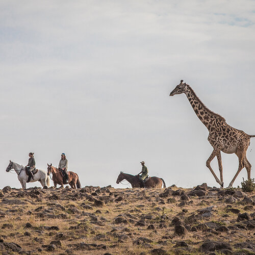 A cheval, au cœur des troupeaux du Masaï Mara