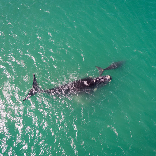 Baleines et vignobles, rencontre avec les merveilles du Cap