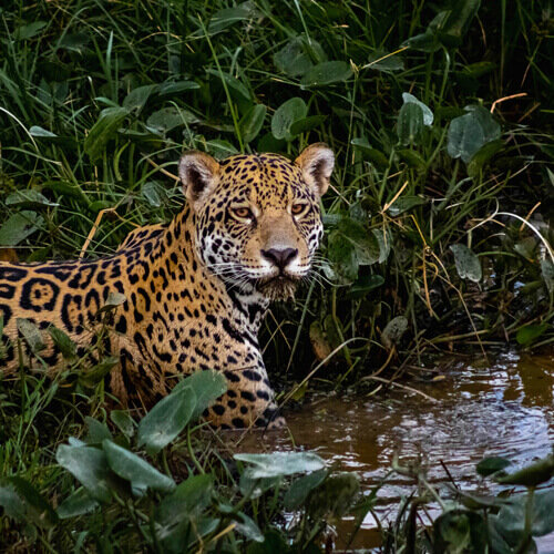 Sur les traces du jaguar, une aventure au cœur du Pantanal