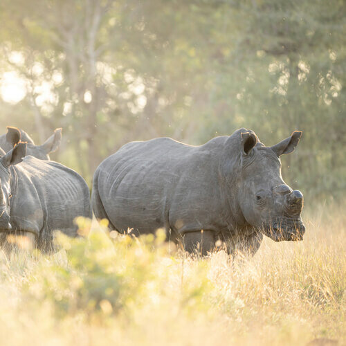 Mission de sauvegarde des rhinocéros