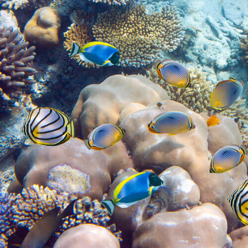 Exploration et préservation de la biodiversité mauricienne